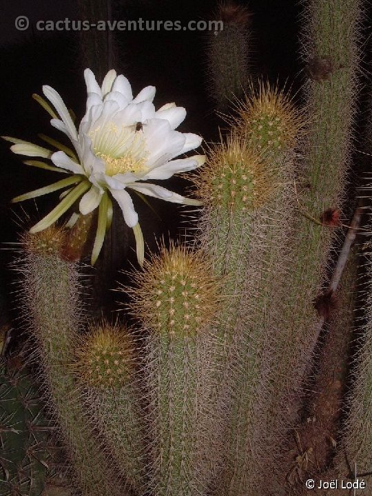 Trichocereus camarguensis DSCF0849